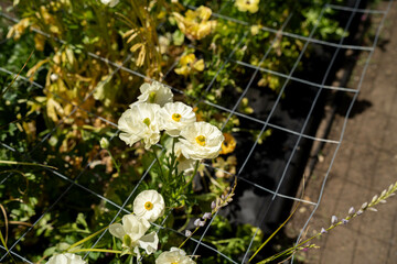 open community garden growing flowers and vegetables with families and children exploring nature in...