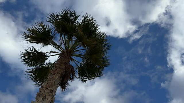 Tall palm tree against a partly cloudy blue sky, viewed from below, with a seagull soaring in the distance