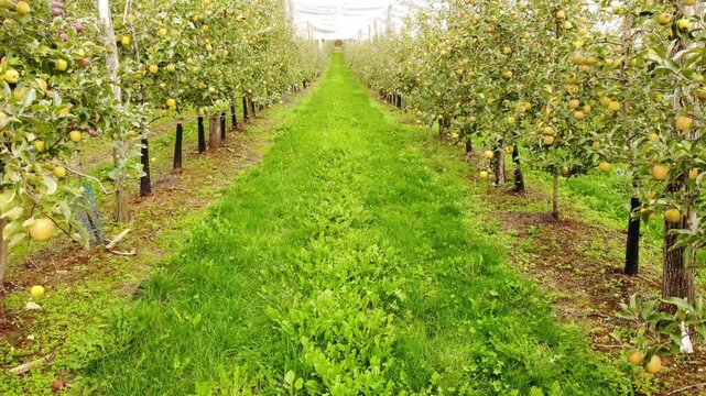 Rows of Golden Delicious apple trees in orchard, France. Ripe apples ready to pick at harvest time.
