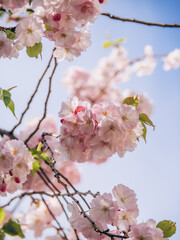 Obraz premium Beautiful apple blossom close up