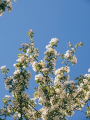 Beautiful apple blossom close up