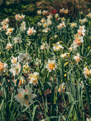 Blooming daffodils in the city park