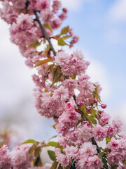 Obraz premium Beautiful cherry blossom close up