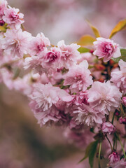 Obraz premium Beautiful cherry blossom close up