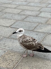 seagull on the floor
