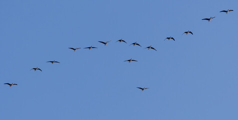 White-fronted Goose (Anser albifrons) flying at southern Oland island, Sweden.