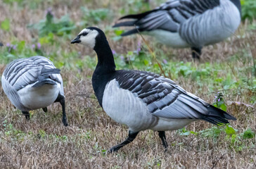 Barnacle Goose (Branta leucopsis) at southern Oland island, Sweden.