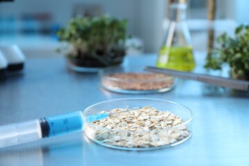 GMO concept. Petri dishes with buckwheat, oats, microgreens and equipment on table in laboratory, closeup