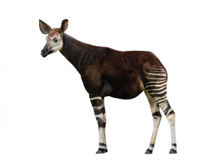 Okapi isolated on white background