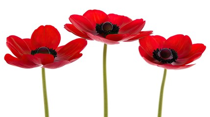 Obraz premium Red anemones