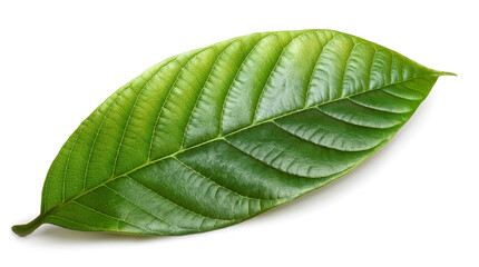 緑色のカカオの葉（green cocoa leaf on white background）
