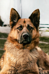 A close-up of a German Shepherd dog lying down, showcasing its calm demeanor and distinct features. A peaceful moment capturing the breed's loyalty and strength