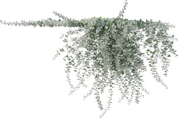 Obraz premium Vine, Ivy, Climbing Plant, Edge Plant Overlay