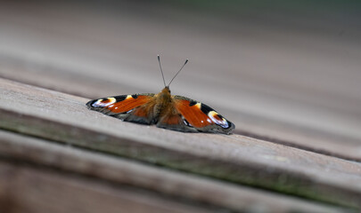 a peacock butterfly (Aglais) sits on a wooden roof