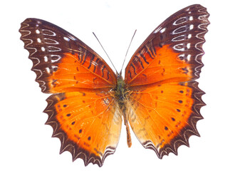Red Lacewing butterfly