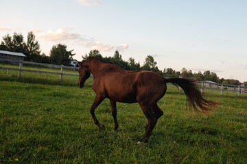 gallopping portrait of the brown horse on the meadow on sunset time