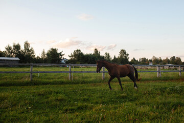 gallopping portrait of the brown horse on the meadow on sunset time
