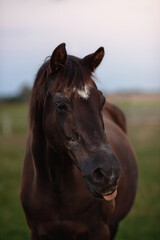 Obraz premium portrait of a brown horse on the meadow on sunset time