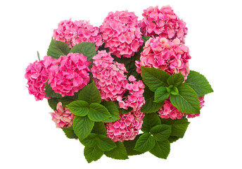 pink hortensia flowers