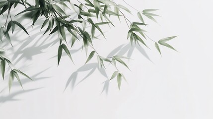 Naklejka premium Green bamboo leaves cast shadows on white background.