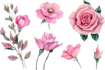 Beautiful Watercolor Pink Rose Flower