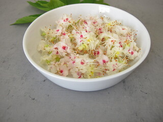 Chestnut flowers from horse chestnut tree, Flores Hippocastani