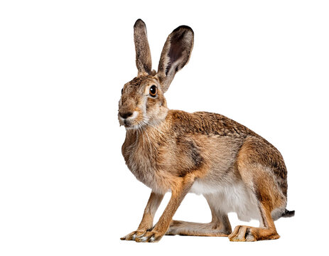 European hare isolated on white background, cutout
