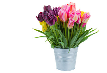 pink and violet  tulip flowers in metal pot