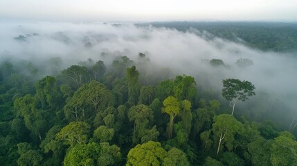 Misty forest revealed from above showcasing towering trees and lush greenery captured by aerial photography techniques