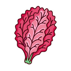 red leaf lettuce vector icon, vegetables vector illustration - simple illustration of red leaf lettuce perfect for logos, and vegetables-themed designs.