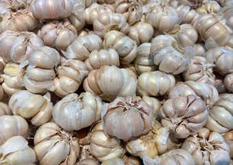 Garlic (Allium sativum) for natural treatment. Lowers high blood pressure, treats cholesterol, and increases body endurance. Spread of garlic, fresh garlic in the traditional market. Raw garlic