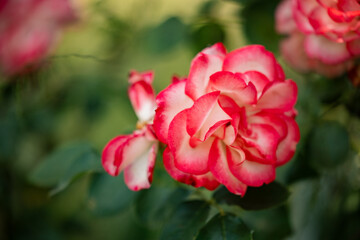 Close-up of vibrant pink and white roses with delicate petals and lush green leaves
