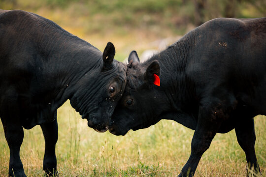 Black bulls facing off in grassy field, showing strength and determination
