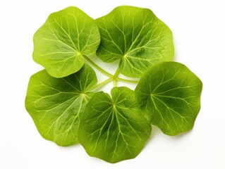 Obraz premium Small Green Nasturtium Leaves Isolated on White Background for Natural and Botanical Concepts in Design and Decoration