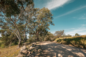 Countryside road with eucalyptus trees under blue sky