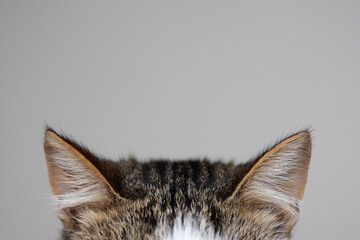 Cat ears in grey background