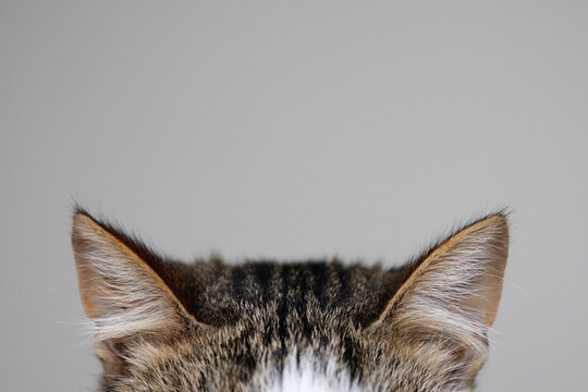 Cat ears in grey background