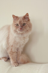 Cat is calmly sitting on the edge of a couch