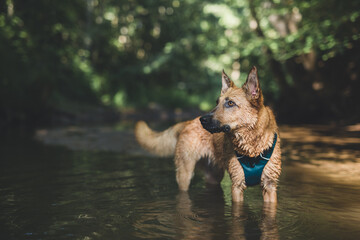 Ginger dog is standing in the river surounded by green background