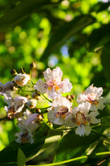 Flowers of the Indian bean tree Catalpa bignonioides southern catalpa or cigartree
