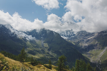 Fototapeta premium Cows at Grossglockner High Alpine Road, Austria 