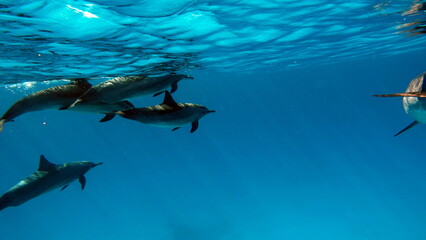 Dolphins are aquatic mammals of the cetacean infraorder, belonging either to the dolphin family.
