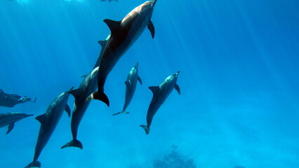 Dolphins are aquatic mammals of the cetacean infraorder, belonging either to the dolphin family.