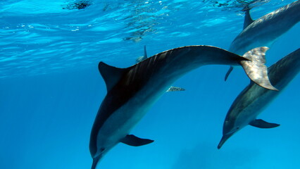 Dolphins are aquatic mammals of the cetacean infraorder, belonging either to the dolphin family.
