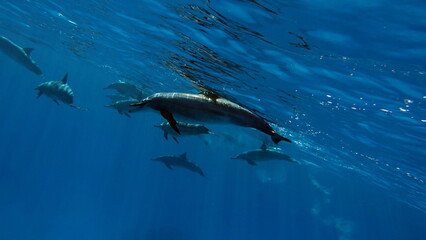 Dolphins. Spinner dolphin. Stenella longirostris is a small dolphin that lives in tropical coastal...