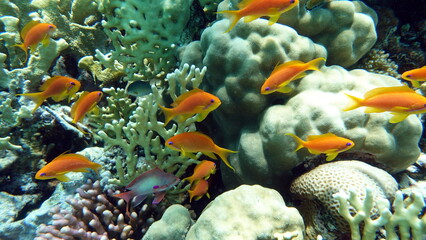 Colorful tropical fish on a coral reef, amazingly beautiful fairy world. In the coral gardens of...