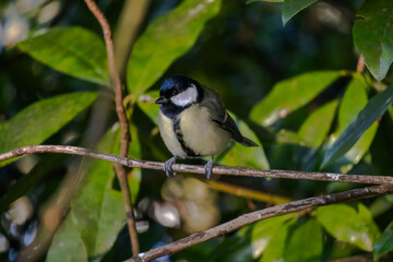 Obraz premium Great Tit small bird with yellow chest.The bird sitting on a tree branch surrounded by green leaves