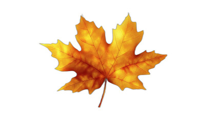 Fototapeta premium yellow Autumn maple leaf isolated on white transparent background