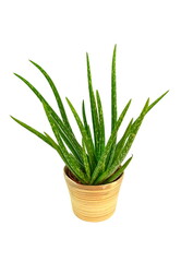 Aloe vera in a pot isolated on white background.