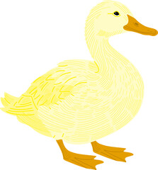 Duck